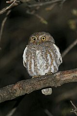 Elf Owl